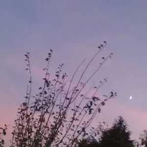 Soins et garde d'animaux Pays d'Ancenis
