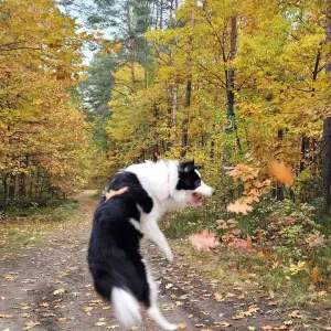 Petsitter,spacery z pieskami..