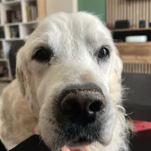 garde de mon Garry senior.