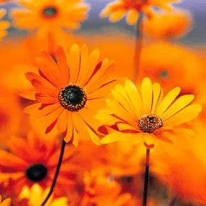 Offerta di lavoro per addetto alla pulizia a Ventimiglia