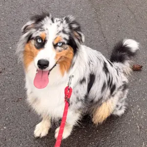 Garde août 2026 - chienne berger australien (Ekho)