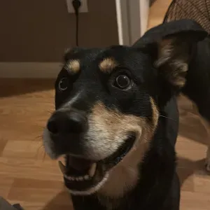 À la rechercher d'un pet sitter 