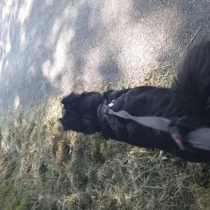 NOUNOU POUR VOS " COMPAGNONS "