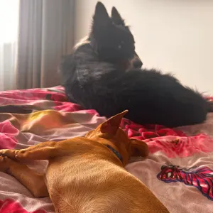 Ieškau 2 šuniukų prižiūrėtojos Vilniuje 