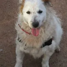 Besoin garde un chien du 31/07 au 2/09/2024