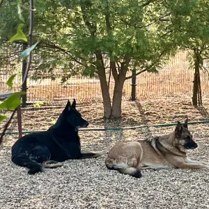 A procura de cuidador de cães 