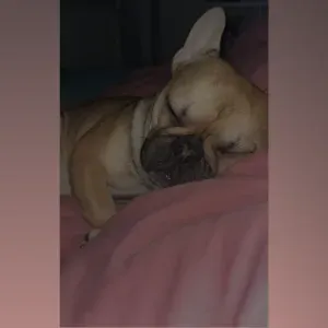 Pet-sitter à reims. 