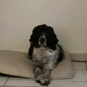 Recherche un pet sitter