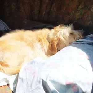 Petsitter responsavel para cao mobilidade reduzida (7kg)