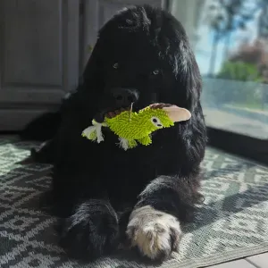 Pet sitting la cabane de chenelette 