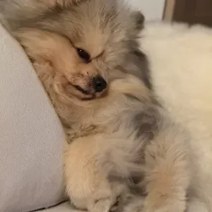 Offre d'emploi pour un(e) petsitter à Mérignac