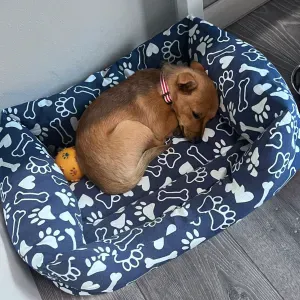 dog sitter 10-11-12 maggio