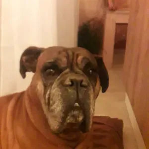 Recherche pet sitter pour 15 jours