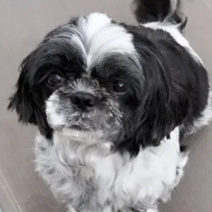 Pet-sitter à Albi et ses alentours !