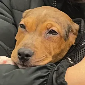 Emprego de petsitter em Lisboa