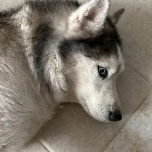 À la recherche d'un pet sitter