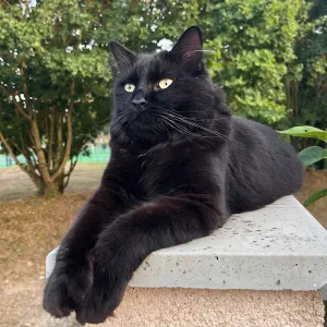 Pet-sitter pour les animaux de Cergy !