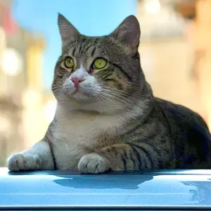 Pet Sitting a Ragusa, Comiso, Chiaramonte, Vittoria, etc.