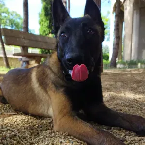 Pet-sitter à Saint-André de Sangonis!