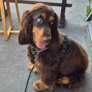 Dogsitter