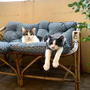 Recherche pet sitter chat Lyon 7