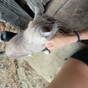 Pet-Sitter pour dépanner lors des vacances d'été 