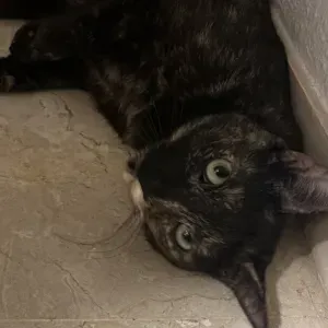 Busco cuidador de gatos en Santa Cruz de Tenerife