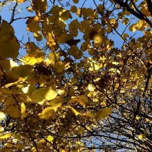 Cerco pulizie vicino a me