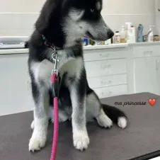 La nounou des animaux  dans le 41 