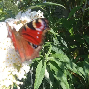 Pet-sitter sur St hilaire du Harcouët 