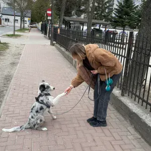 Opieka nad zwierzętami - petsitter 