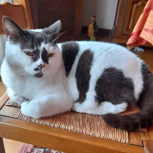 GARDE CHATTE SCOTTISH SHORT HAIR