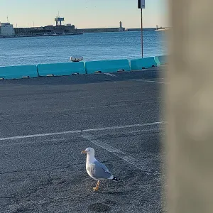 Cerco lavoro pulizie domestiche 