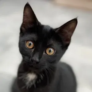 Pet sitter full of energy and love 🫶🏼