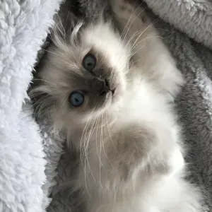 Famille d'accueil Chat 3 ans