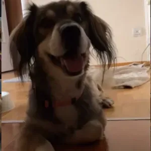 Pet-Sitter à Paris et Île de france 