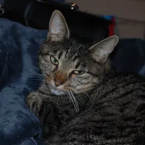 Pet-Sitter sur Mons centre et ses alentours !