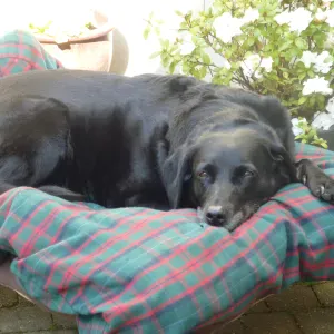 PIETREBAIS - Dogsitting à domicile - Plusieurs chiens