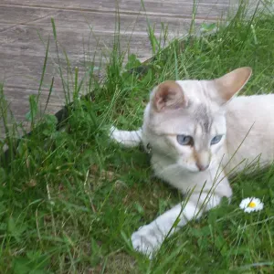 Garder notre chat au domicile du pet sitter