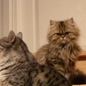 Je recherche une femme de ménage