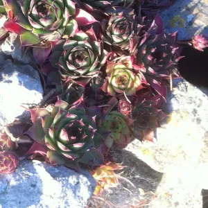 Je suis disponible pour garder vos bout'choux